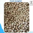 Mungfali 